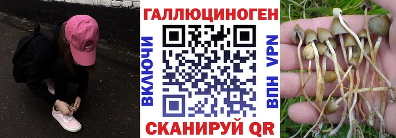 даркнет сайт  Тимашёвск  Псилоцибиновые грибы Psilocybe 